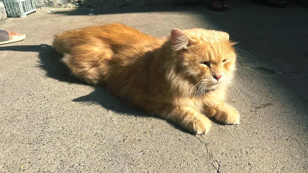 Persian cat for sale — photo 3
