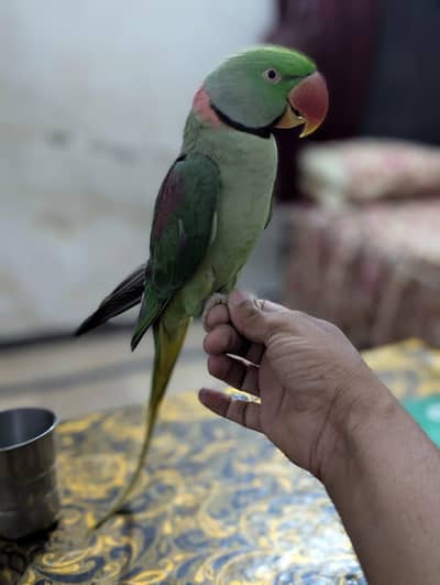 parrot