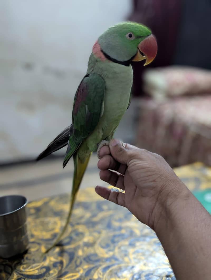parrot 0