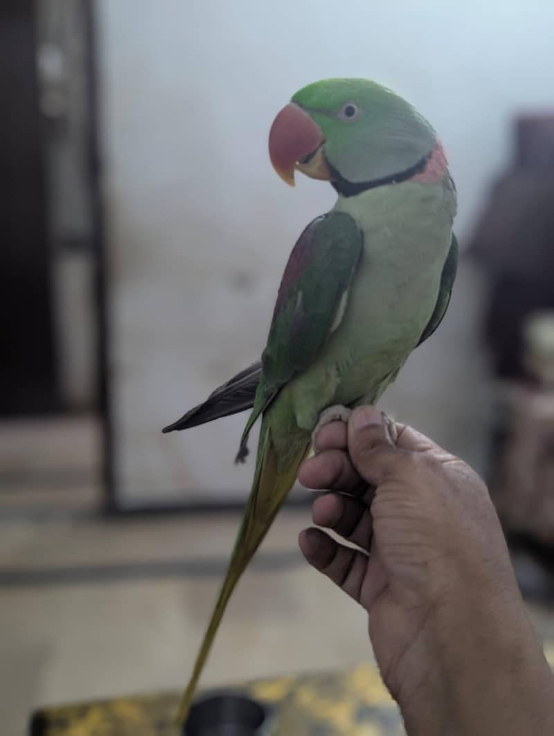 parrot 1