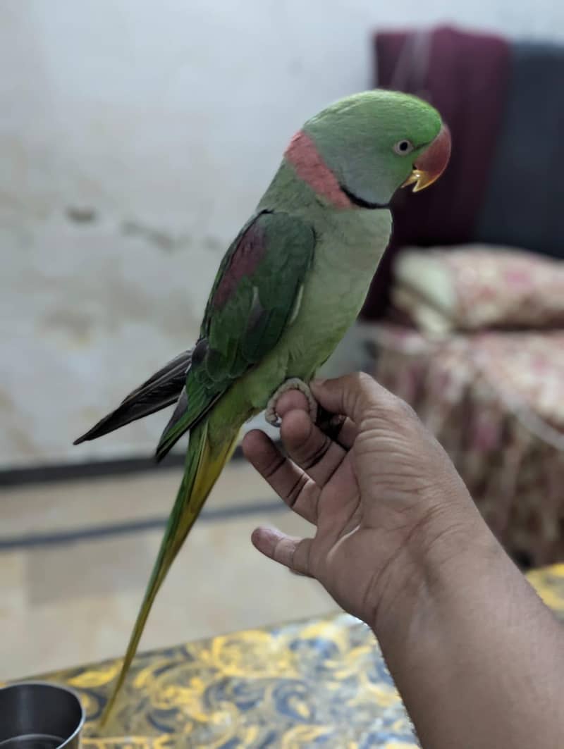 parrot 2