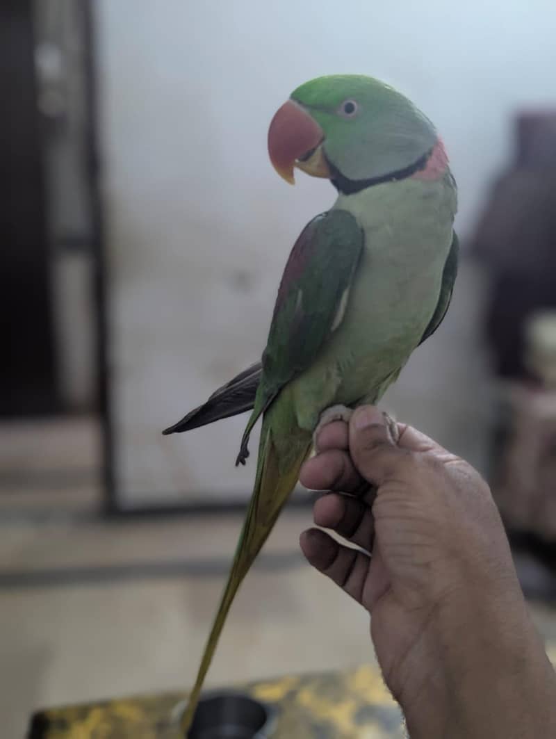 parrot 3