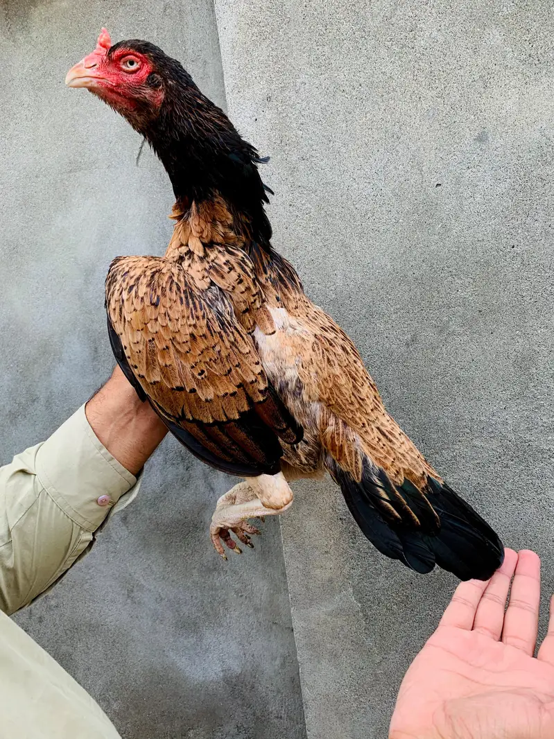 High Quality Aseel hen
