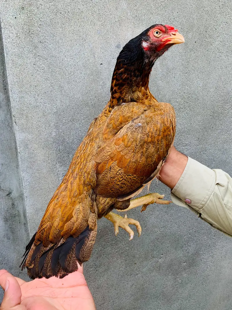 High Quality Aseel hen — photo 2