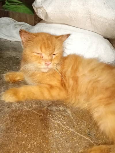 male cat Urgent sell