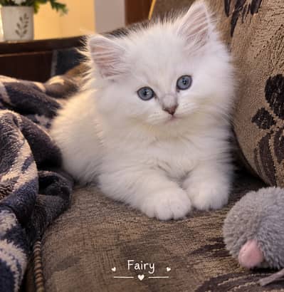 Blue eyes and 2inch long hair