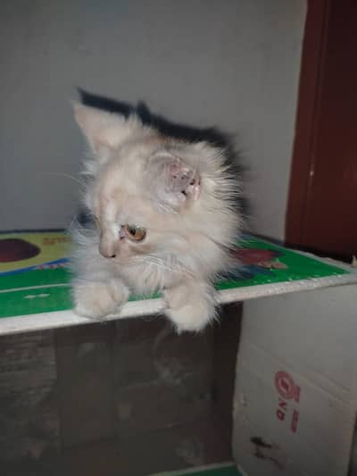 Persian kitten light brown colour