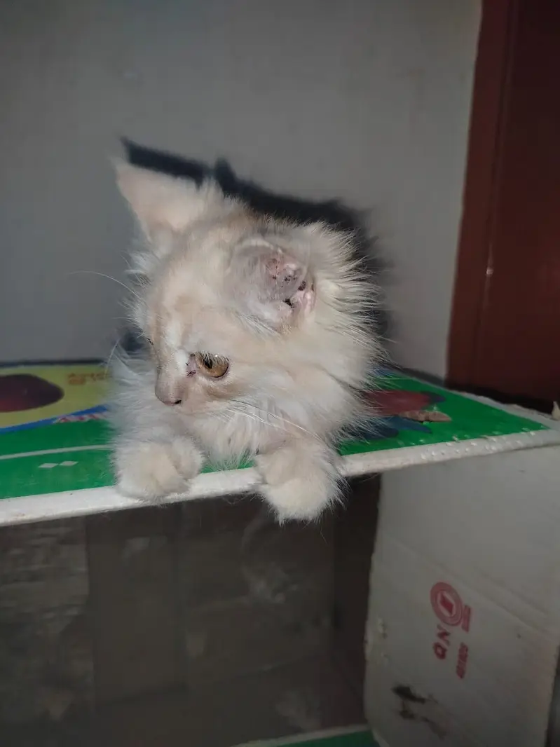 Persian kitten light brown colour