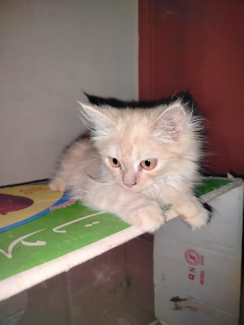 Persian kitten light brown colour — photo 2