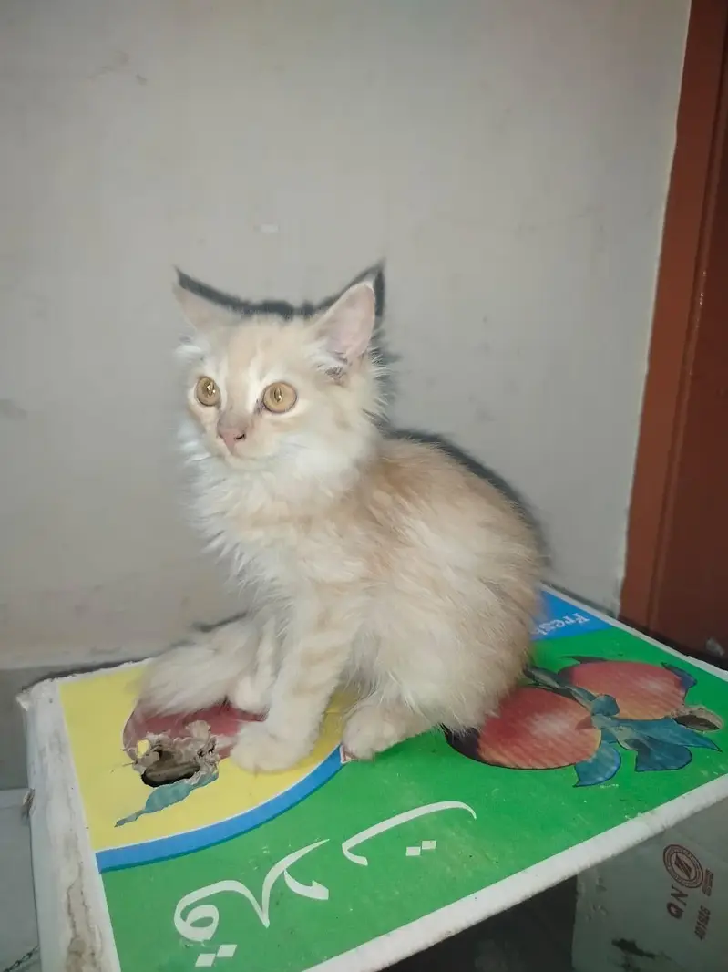Persian kitten light brown colour — photo 3