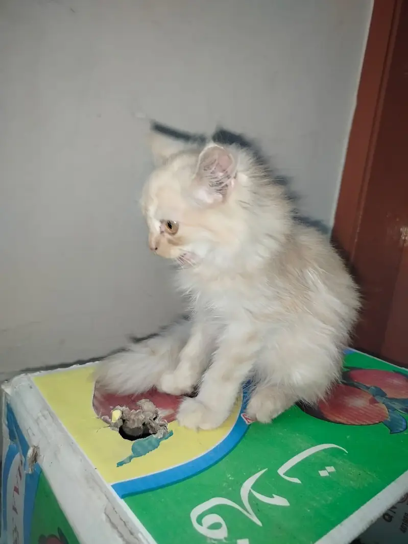 Persian kitten light brown colour — photo 4