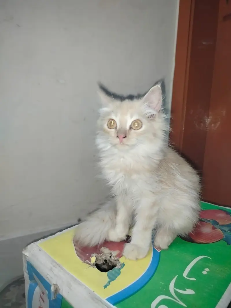 Persian kitten light brown colour — photo 5