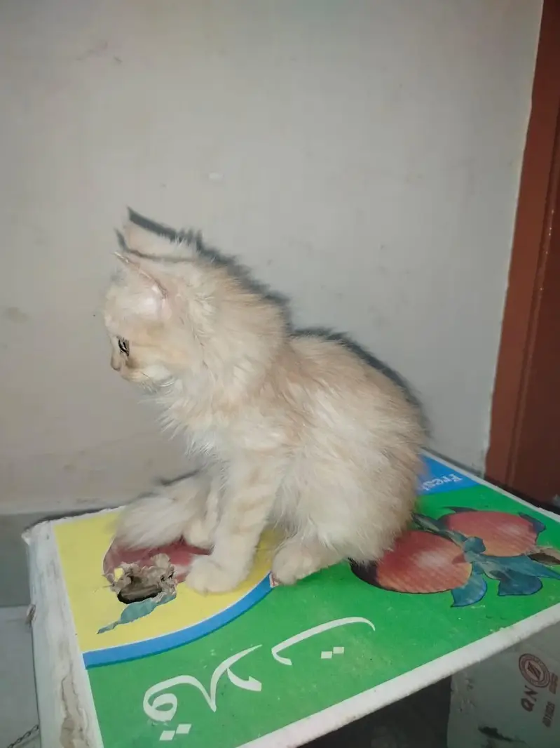 Persian kitten light brown colour — photo 6