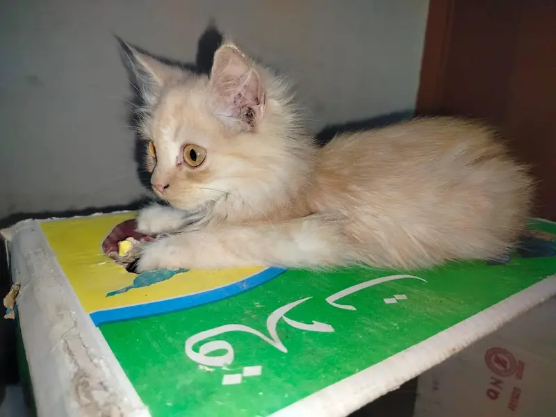 Persian kitten light brown colour — photo 7