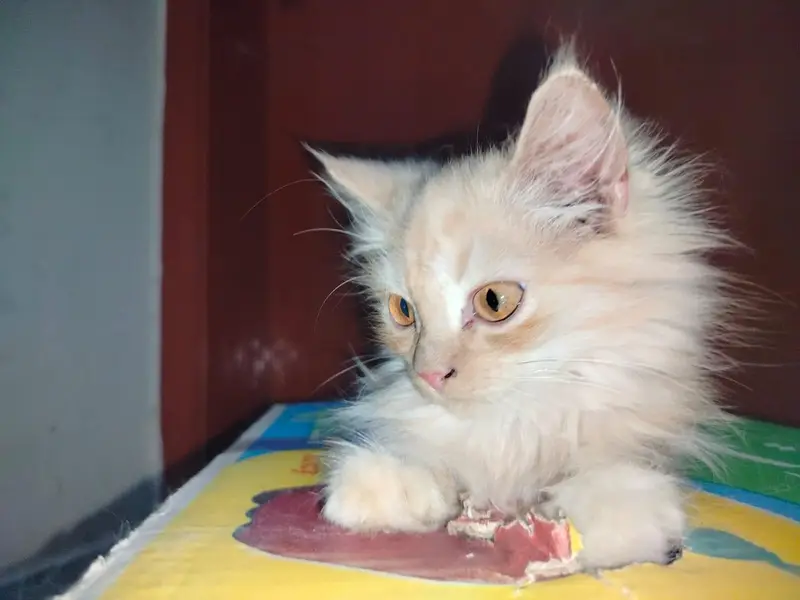 Persian kitten light brown colour — photo 8