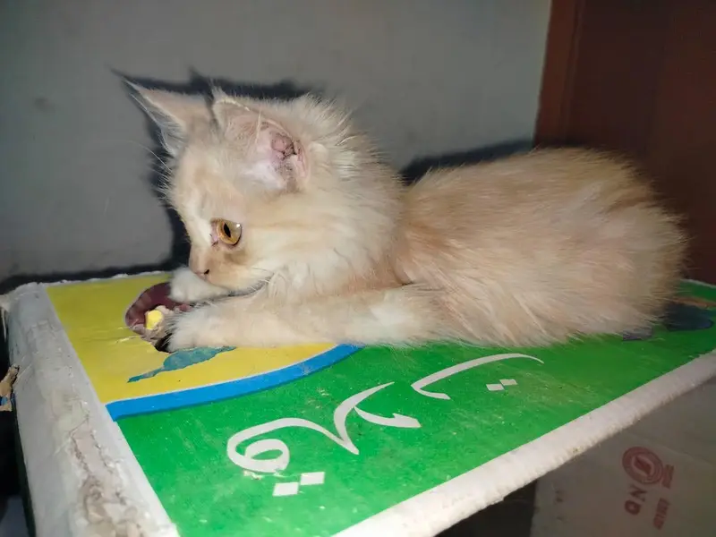 Persian kitten light brown colour — photo 9