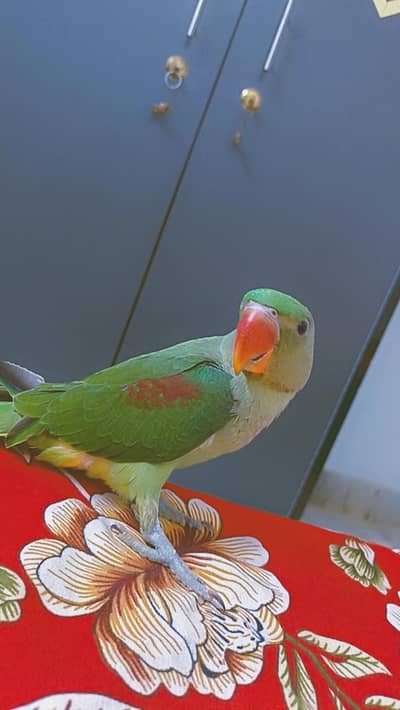 Pahari Raw (Male)