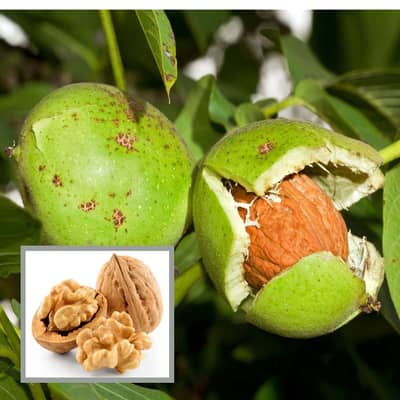 Fresh Walnut (Akhroot) Pure, Organic and Healthy