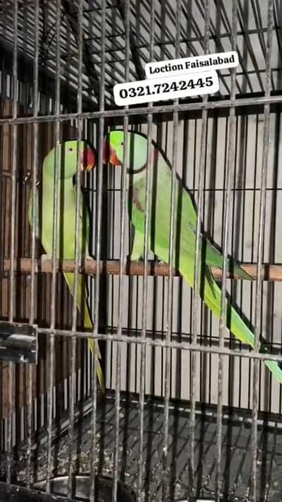 Raw parots+cage