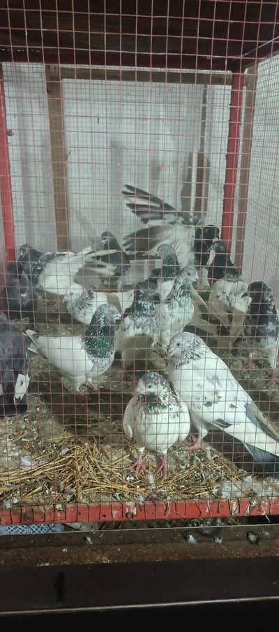 pigeons breeder