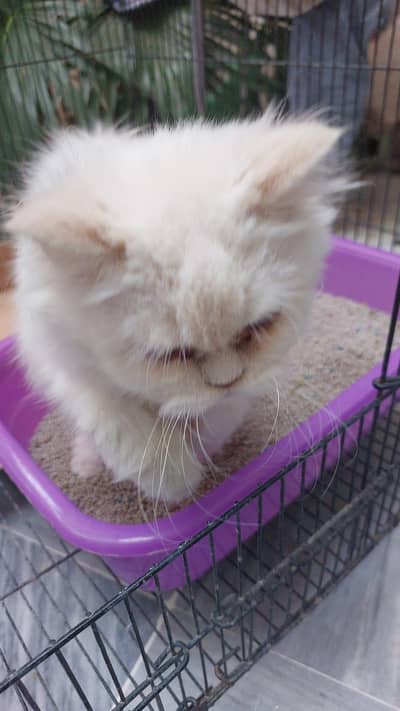 persian kitten