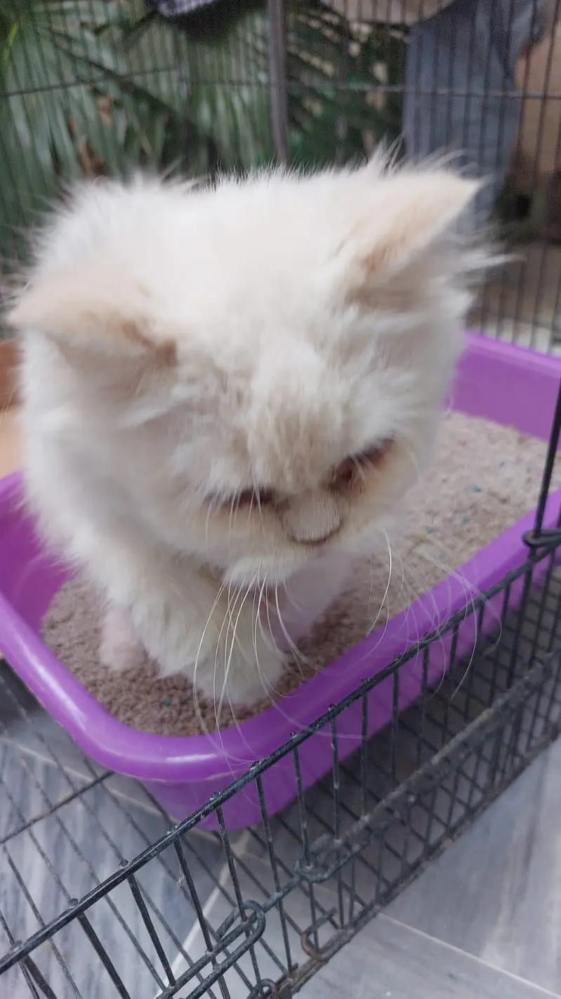 persian kitten