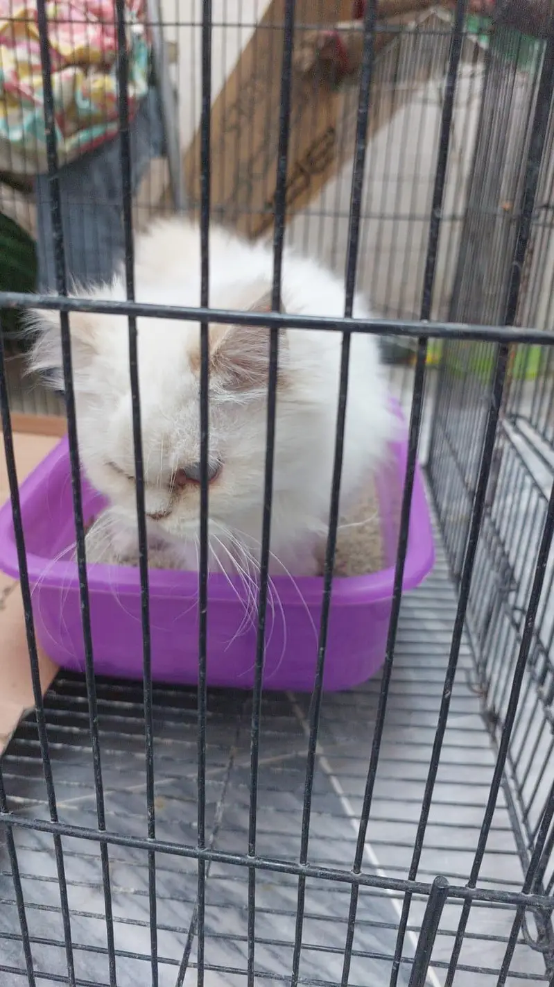 persian kitten — photo 2