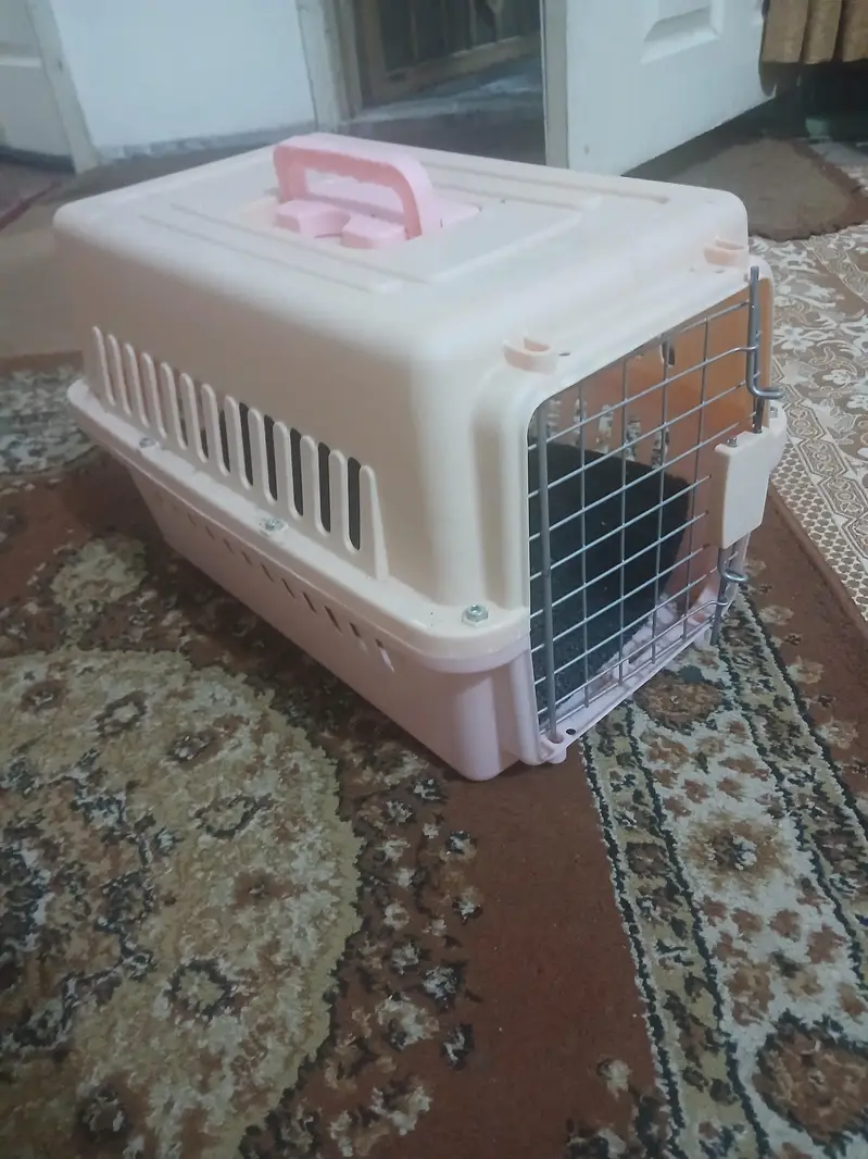 persian kitten — photo 4