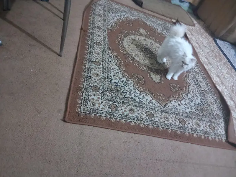 persian kitten — photo 5