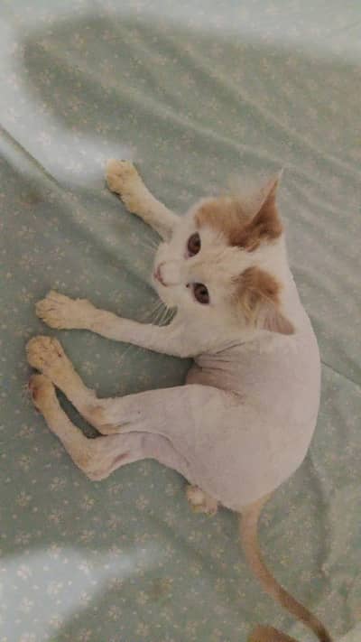 Persian Triple Coated Lion Cut Male Cat