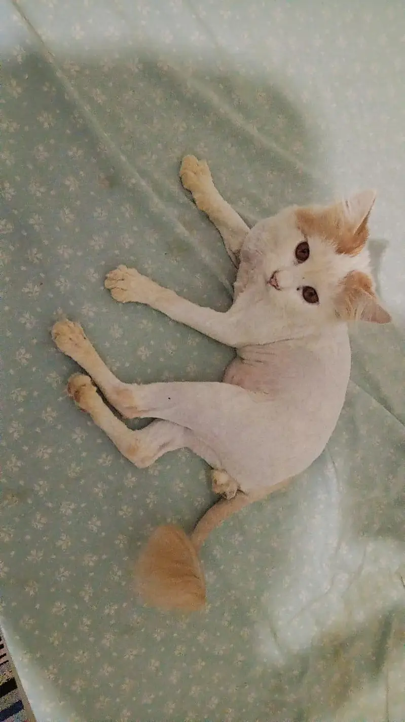 Persian Triple Coated Lion Cut Male Cat — photo 2