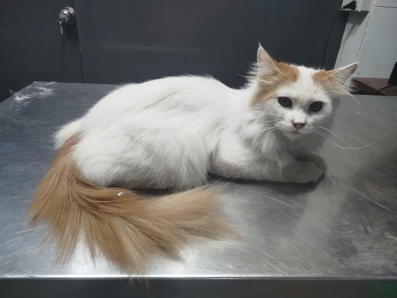 Persian Triple Coated Lion Cut Male Cat — photo 3