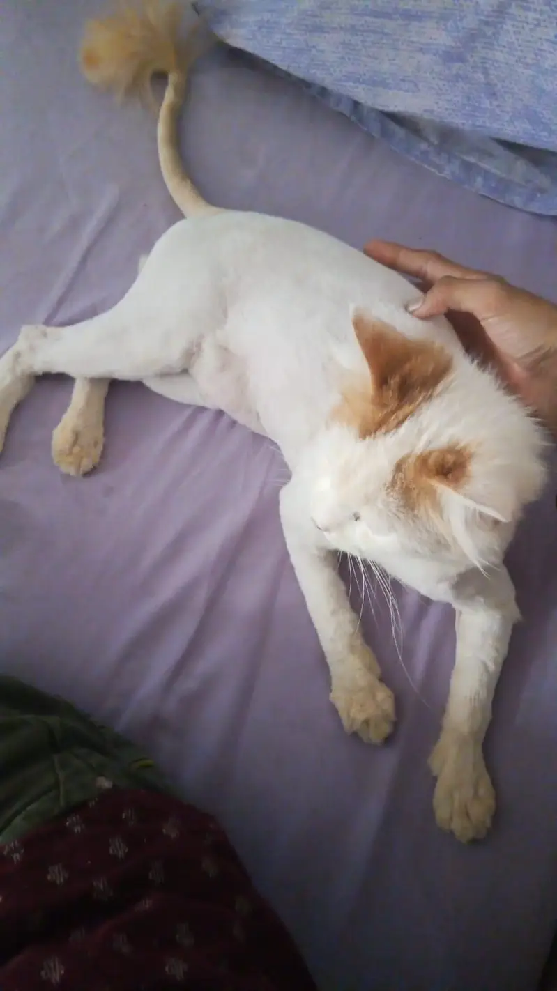 Persian Triple Coated Lion Cut Male Cat — photo 4