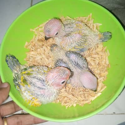 Sunconure chicks 15k demand