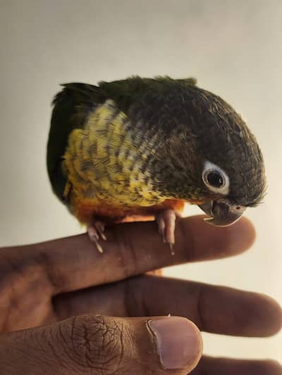 pineapple conure self chicks 7k demand