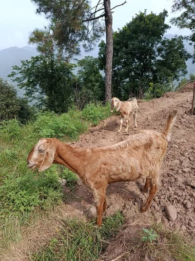 Bakri For sale | Ada kilo Dhood ak time ka