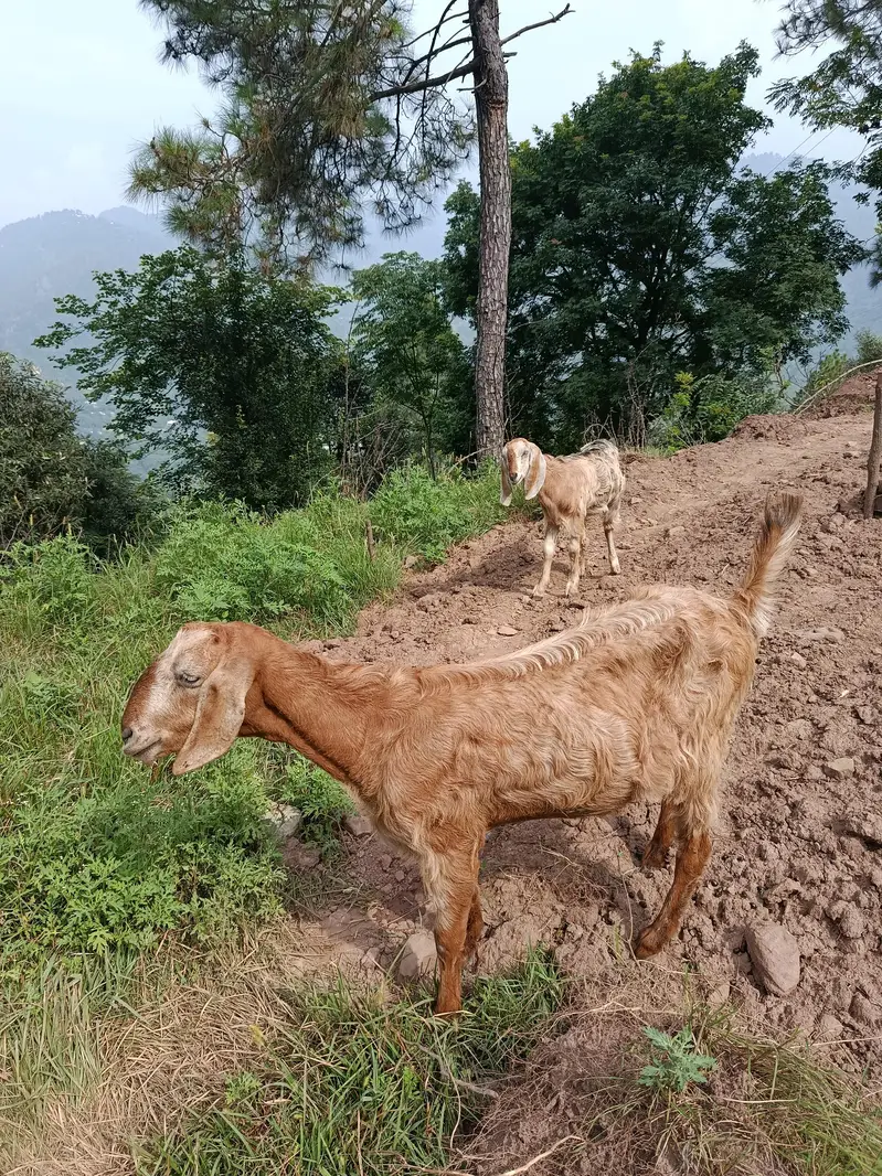 Bakri For sale | Ada kilo Dhood ak time ka