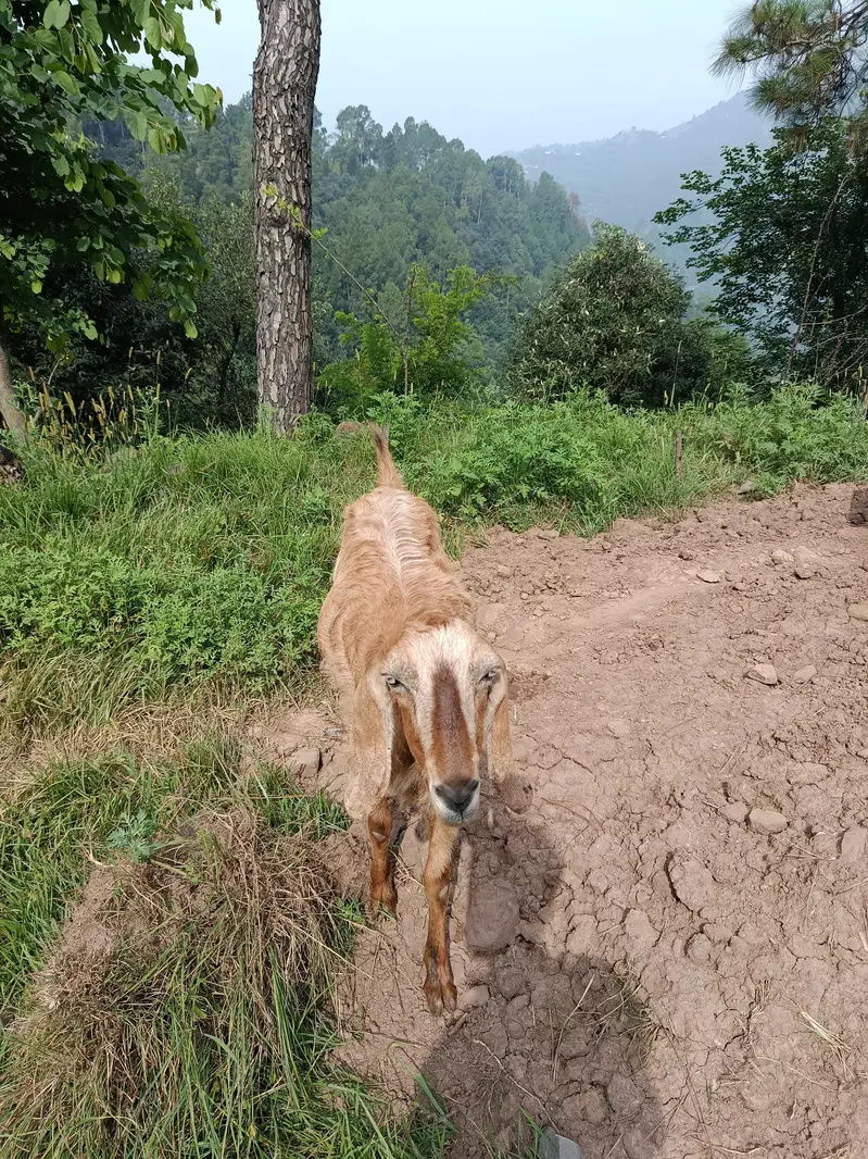 Bakri For sale | Ada kilo Dhood ak time ka — photo 2