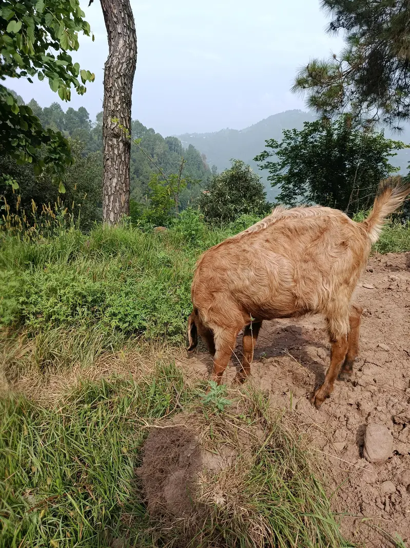 Bakri For sale | Ada kilo Dhood ak time ka — photo 3