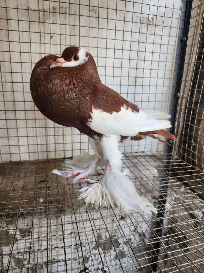 fancy pigeon 0