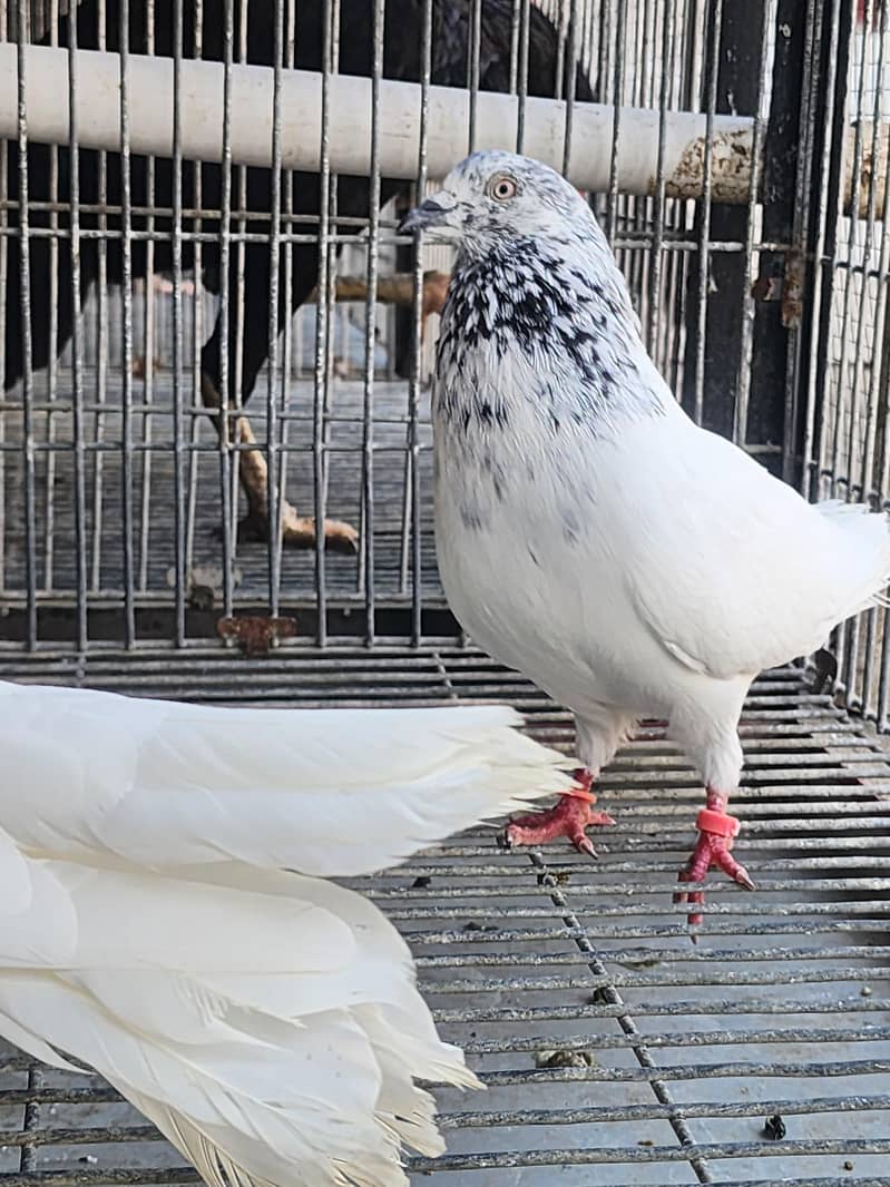 fancy pigeon 1