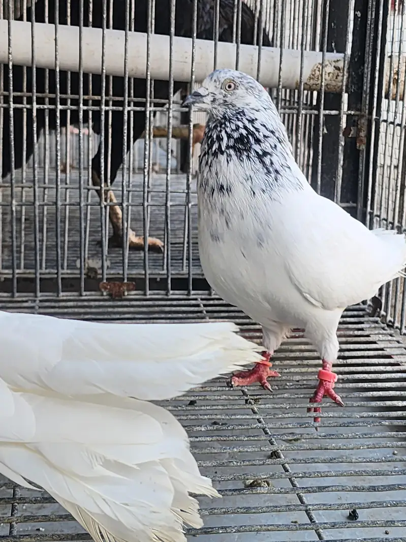 fancy pigeon — photo 2