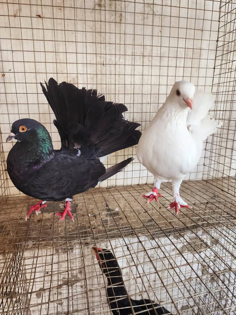 fancy pigeon 3