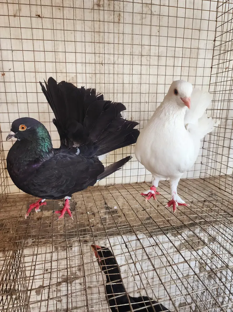 fancy pigeon — photo 4
