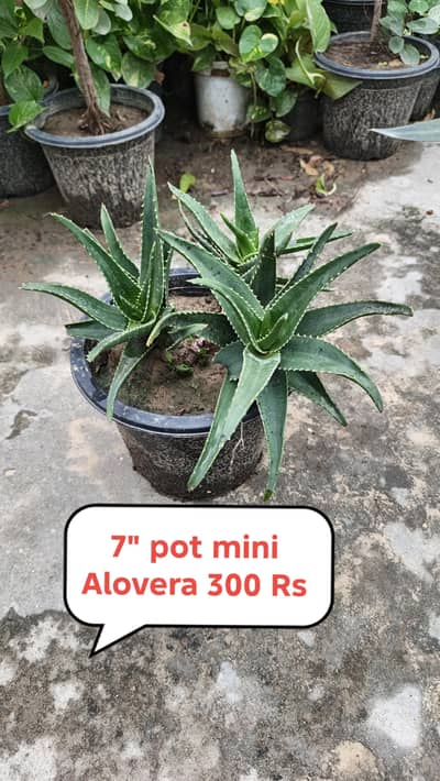 Plants for Sale