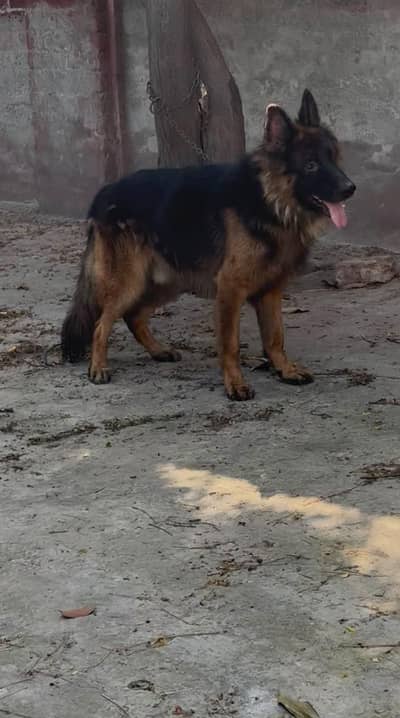 German shepherd long coat male