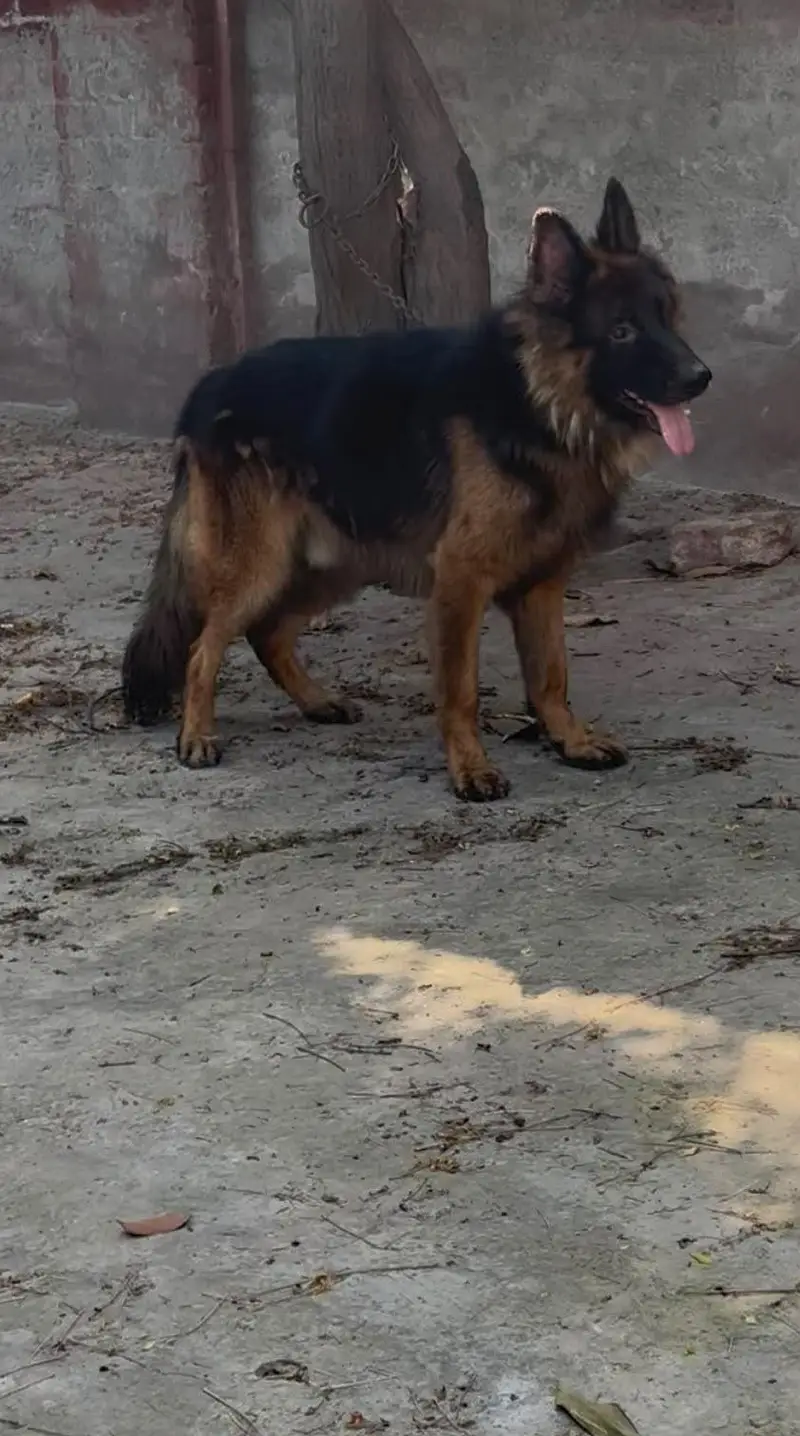 German shepherd long coat male