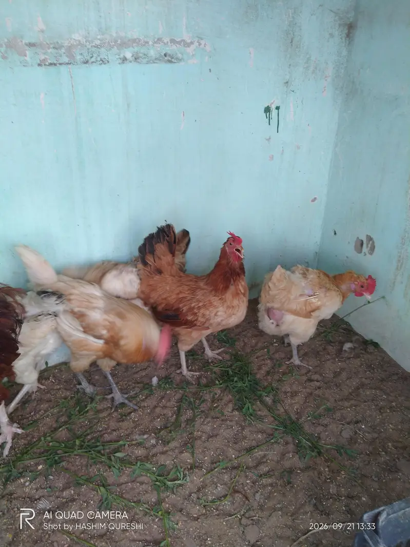5 misri murghiyan 1 murgha