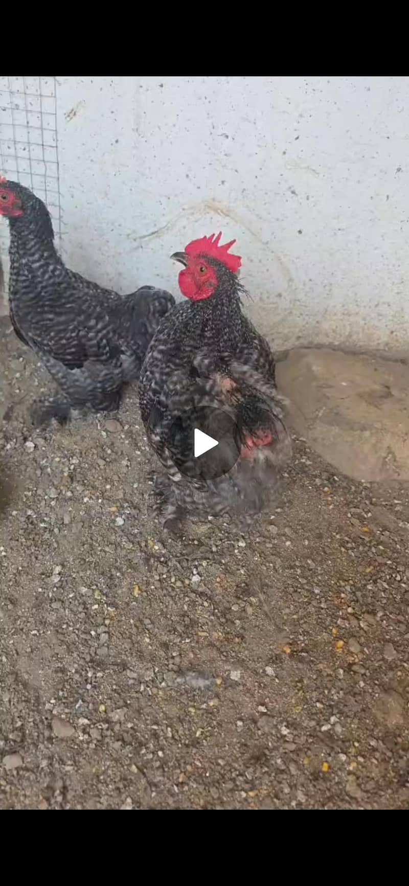 coco bantum 0