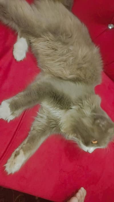 cat for sale